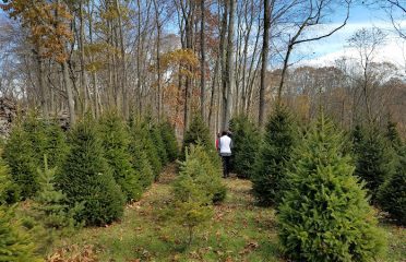 Sabia Tree Farm