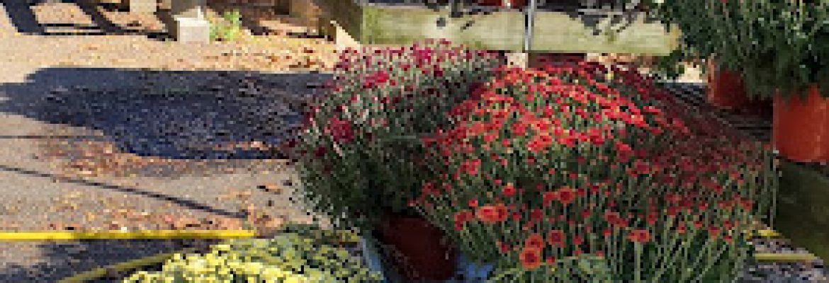 Garden’s Dream Cromwell