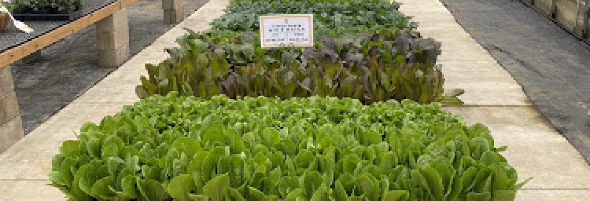 Nursery at Jones Family Farms