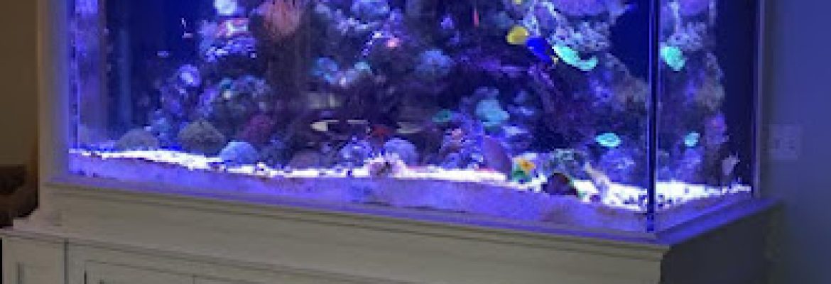 Max Reef Aquatics LLC
