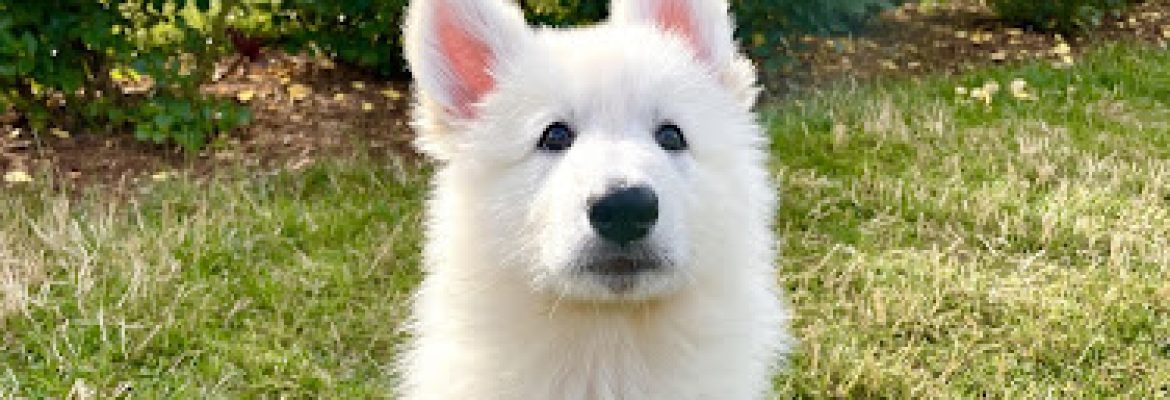 ASJ White Shepherds