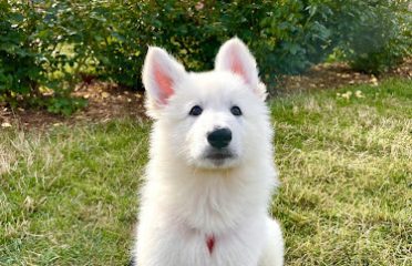 ASJ White Shepherds