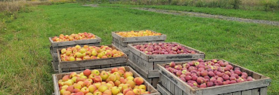 Hidden Gem Orchard