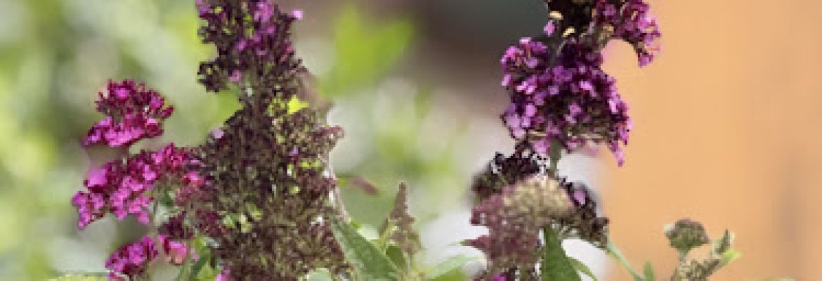 Comer Nursery LLC