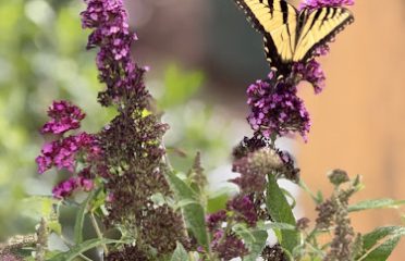 Comer Nursery LLC