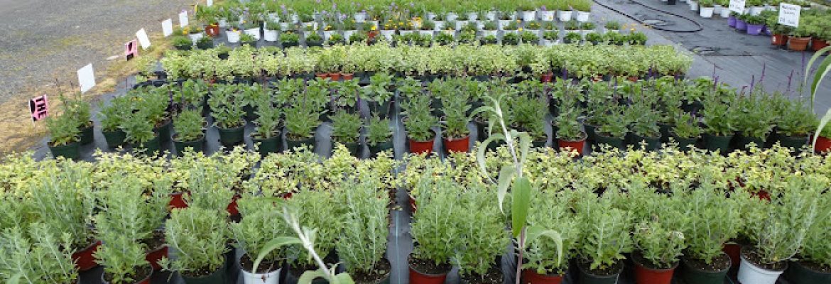 Wholesale Plant Nursery Open To Public