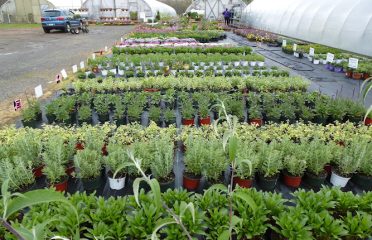 Wholesale Plant Nursery Open To Public
