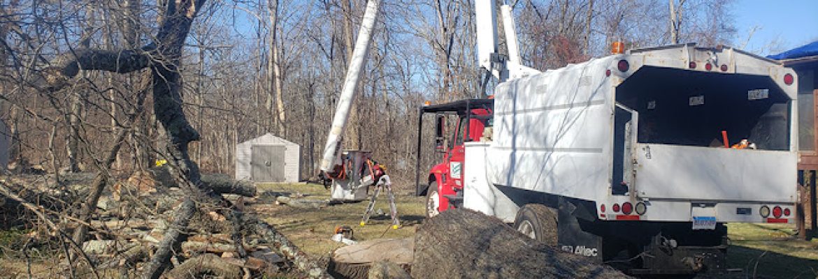 AM PM Tree Service