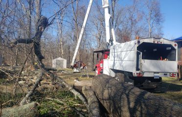 AM PM Tree Service