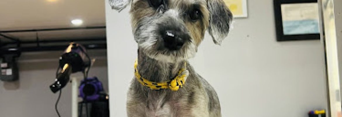 Affordable Pet Grooming