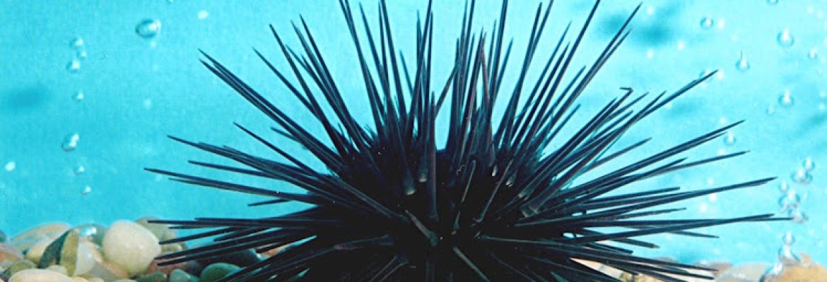 New England Bioassay Inc