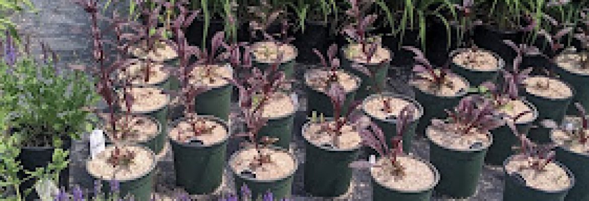 Chamberlain Growers