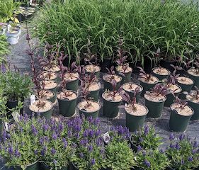 Chamberlain Growers