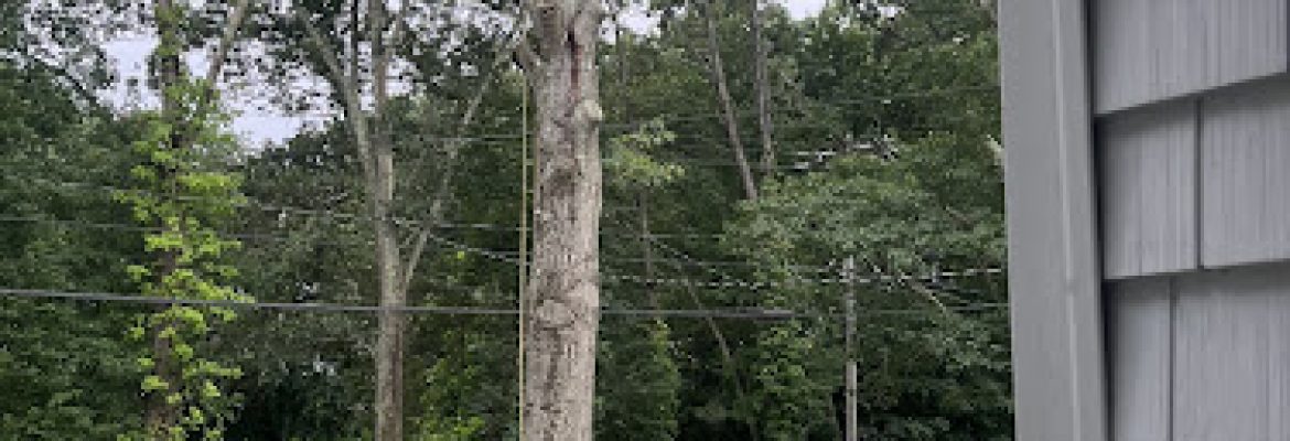 Sprigs & Twigs, Inc.