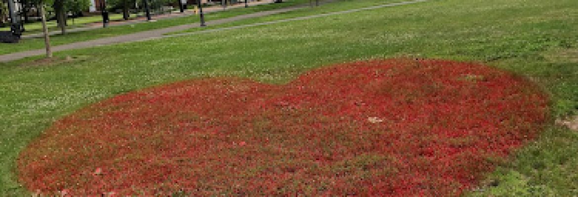 New Haven Green