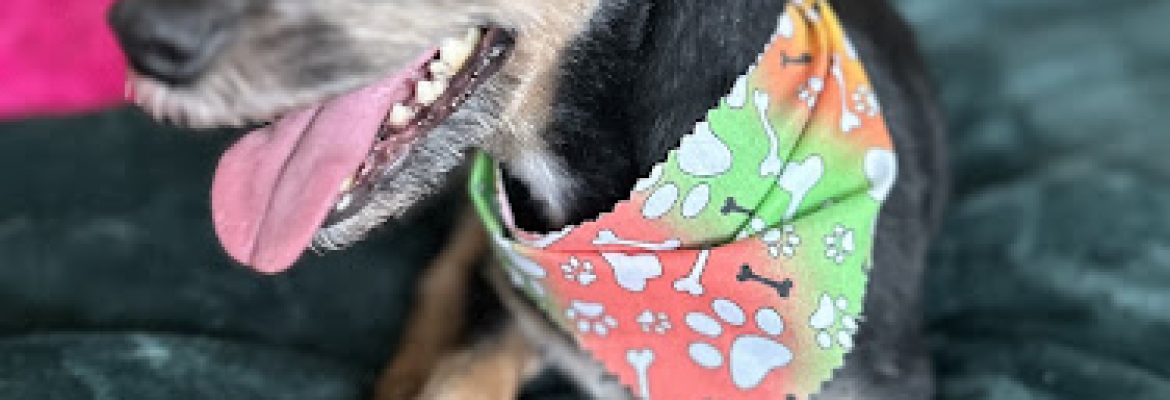 Pooch Pizazz Grooming