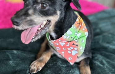 Pooch Pizazz Grooming