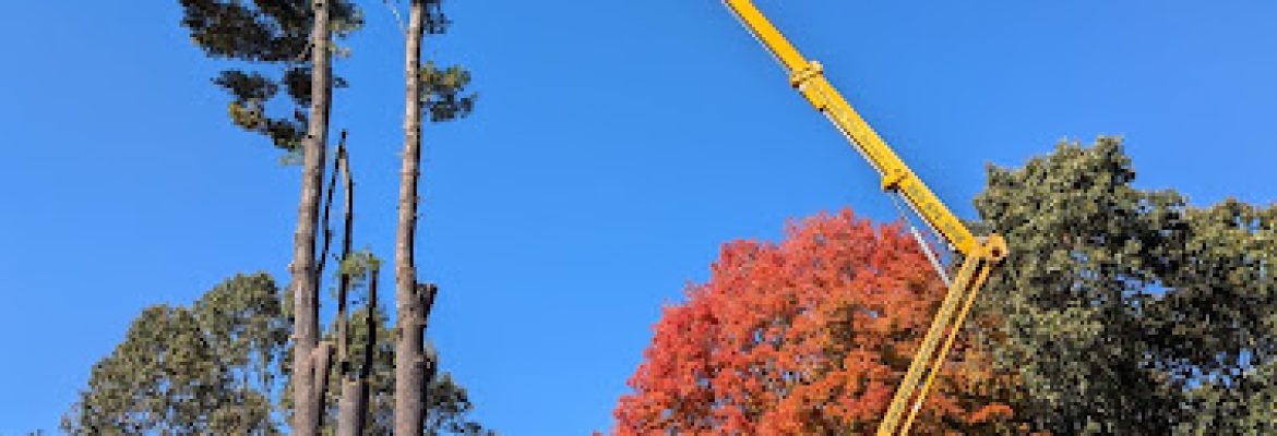 G’s Friendly Tree Service, LLC
