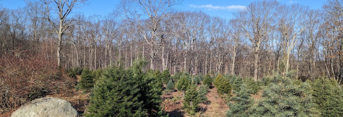 Charlie Brown’s Christmas Tree Farm