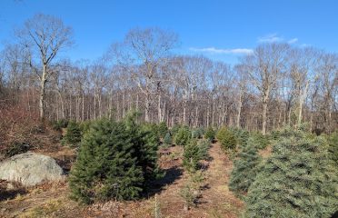 Charlie Brown’s Christmas Tree Farm
