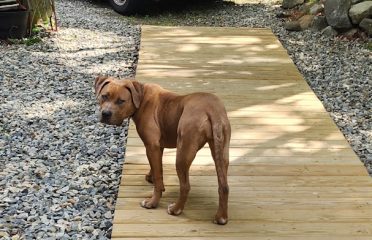 DWOODS’ KENNELS