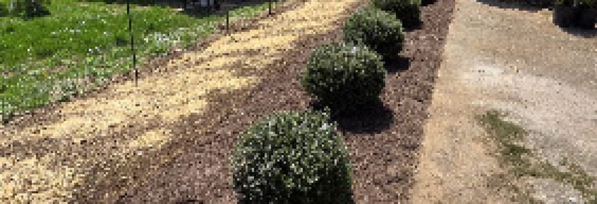 A&F tree services and landscaping