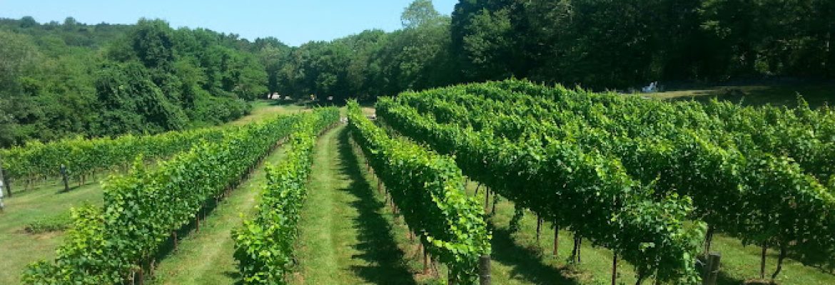 Sunset Hill Vineyard