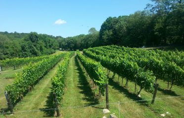 Sunset Hill Vineyard