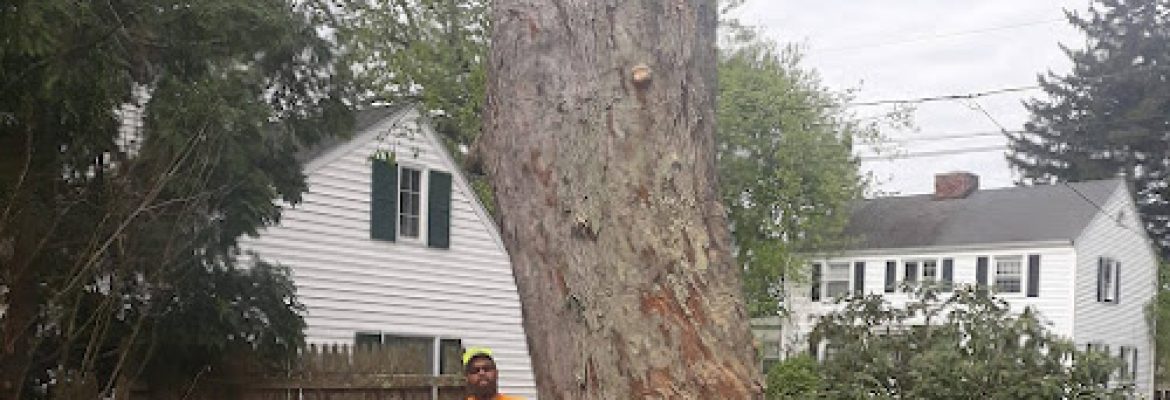 Schmitt Tree Service and Landscaping