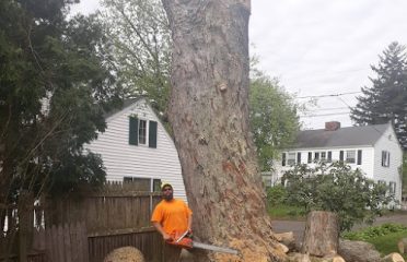Schmitt Tree Service and Landscaping