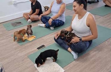 Puppy Yoga Bridgeport (Puppies Yoga)