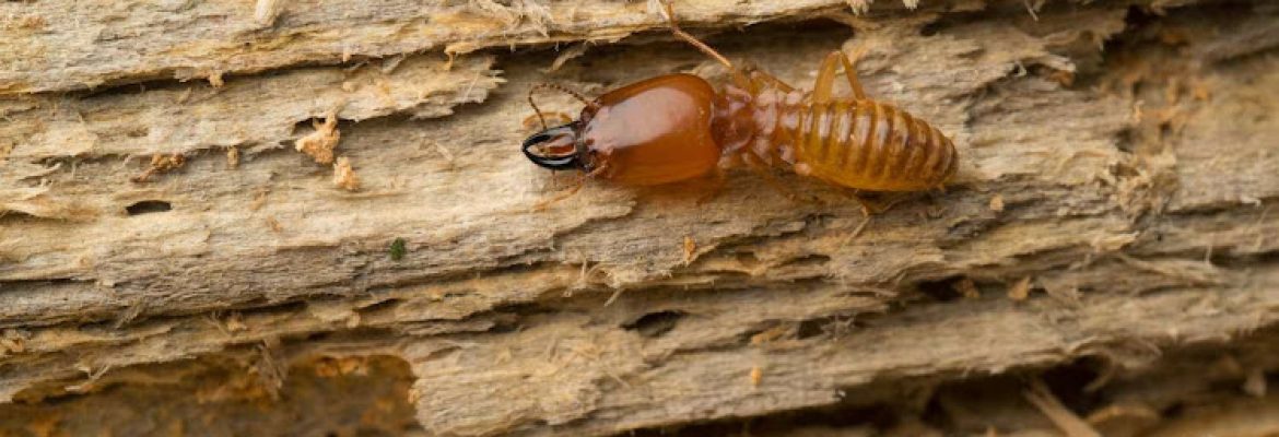 Ed Lavery & Sons Pest Control LLC