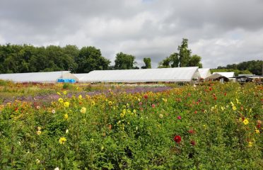 Scotts’ Farm & Greenhouses