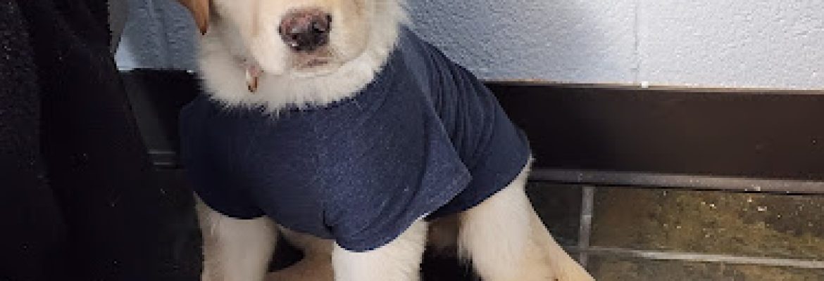 VCA Plainfield Animal Hospital