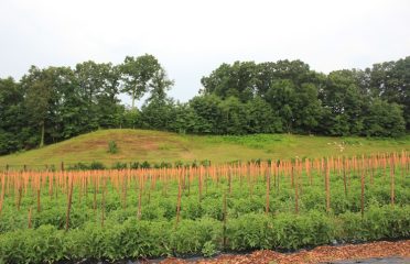 Beckett Farms