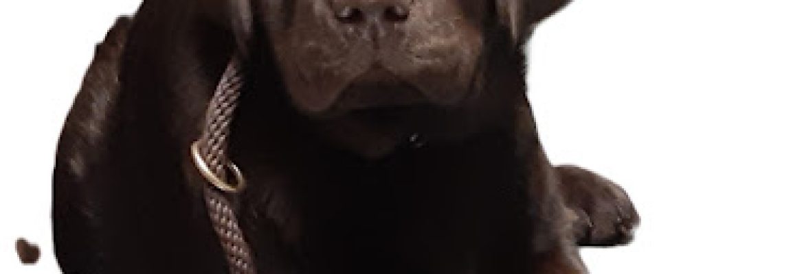 JRMs Ottertail Labradors, Quality Chocolates and Blacks