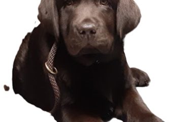 JRMs Ottertail Labradors, Quality Chocolates and Blacks