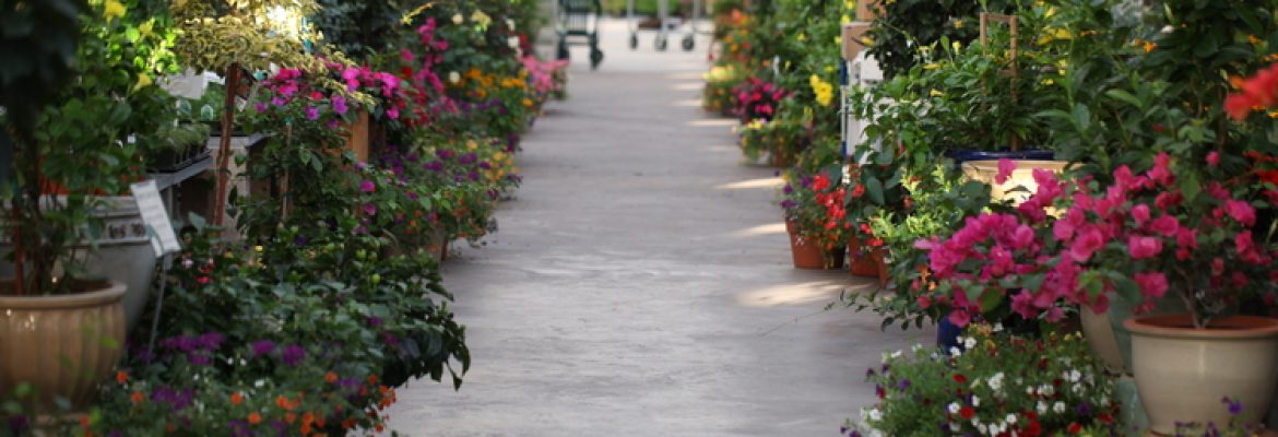 Country Flower Farms