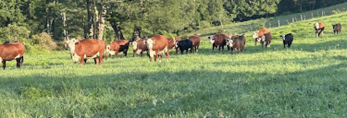 South Farms