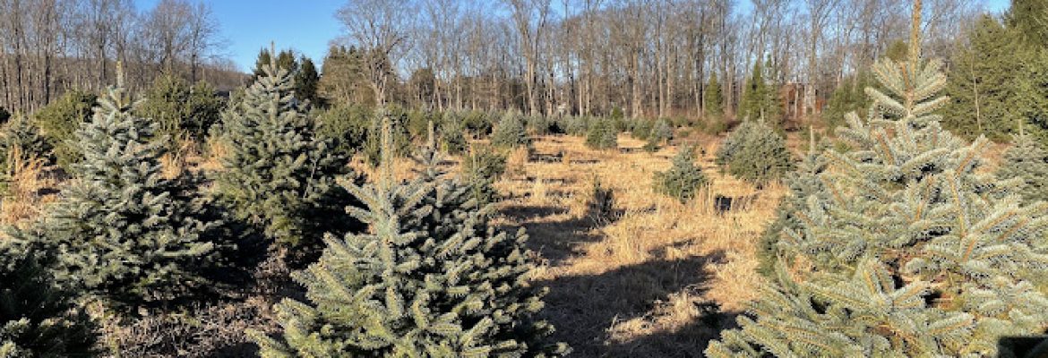 Miller Tree Farm CLOSED FOR 2025 CHRISTMAS SEASON
