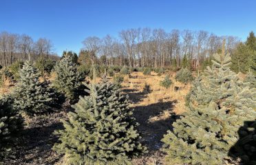 Miller Tree Farm CLOSED FOR 2025 CHRISTMAS SEASON