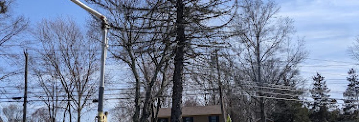 Ronnies Tree service