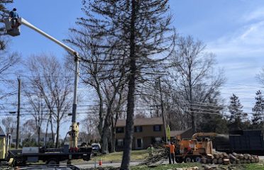 Ronnies Tree service