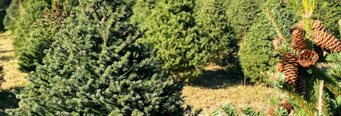 Hoppy’s Christmas Tree Farm