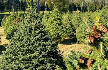 Hoppy’s Christmas Tree Farm
