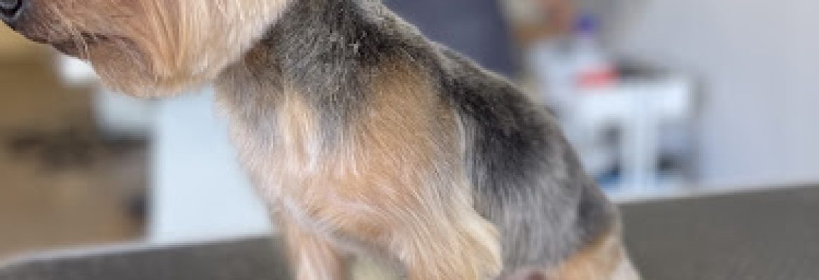 All About The Dog