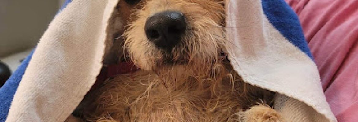 Looking Glass Animal Rescue (LGAR)
