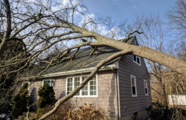 Dunn’s Tree Service LLC