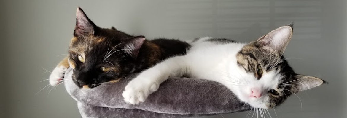 A Cat’s Place