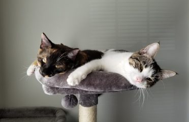 A Cat’s Place